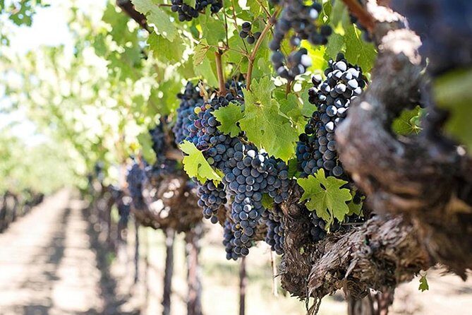Etna trekking and wine tasting - Extinct Craters Around 2000 Meters: Views Plus Walking Time