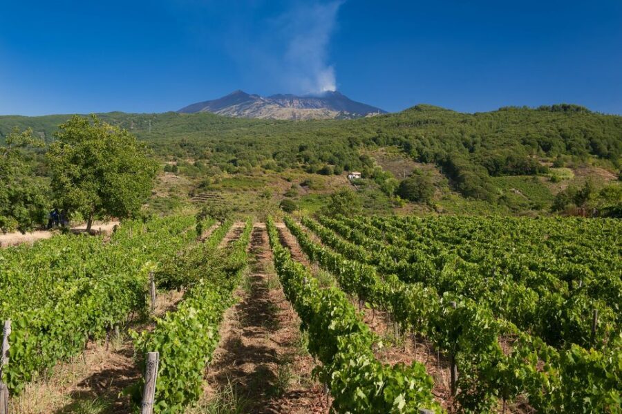 From Taormina: Private 3 Etna Wineries with Food & Wine - Stop 3: red-and-white tastings plus the freshest local appetizers