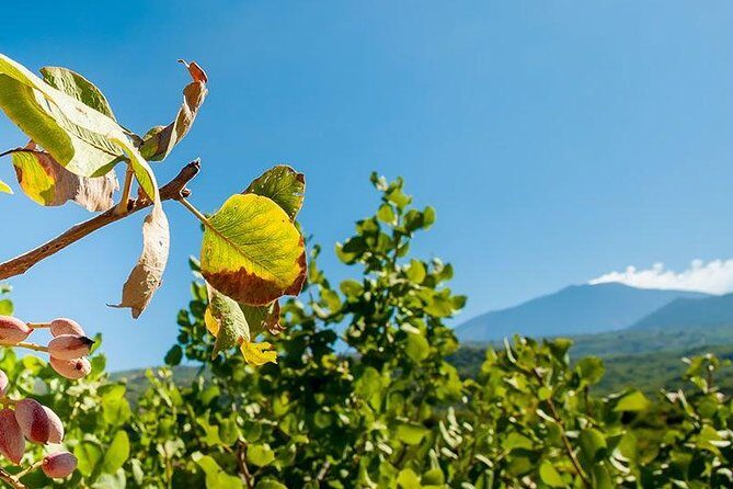 Private Etna tour and pistachio lunch in a pistachio farm - Private Mt. Etna morning: craters, lava fields, and caves