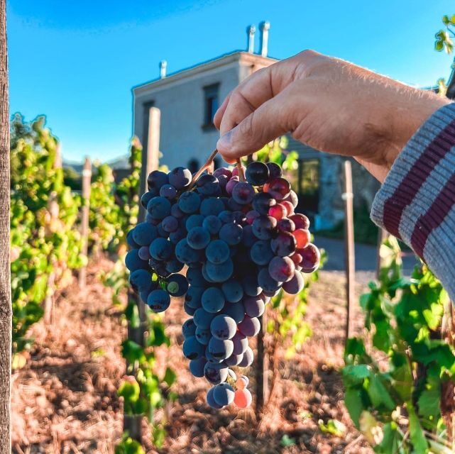 Wine tour with wine tasting - Key things I’d plan around