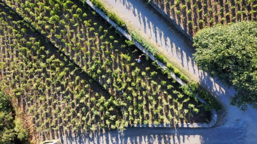 Wine tour with wine tasting - What’s included, and what isn’t (so you can plan meals)