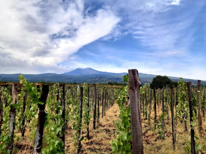 Wine tour with wine tasting - Price and value: why $34 can feel fair (or not)