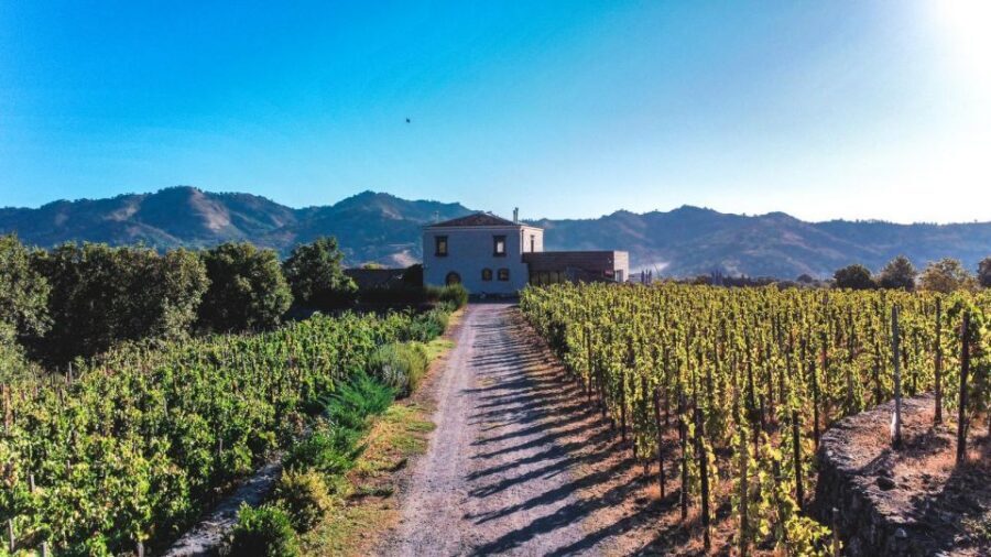 Wine tour with wine tasting - The 75-minute vineyard walk in Linguaglossa: what to watch for